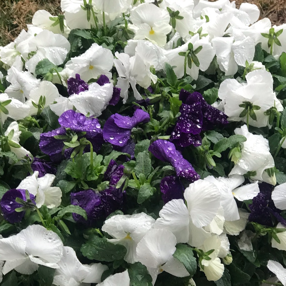 Meet your Posher, Jacelle